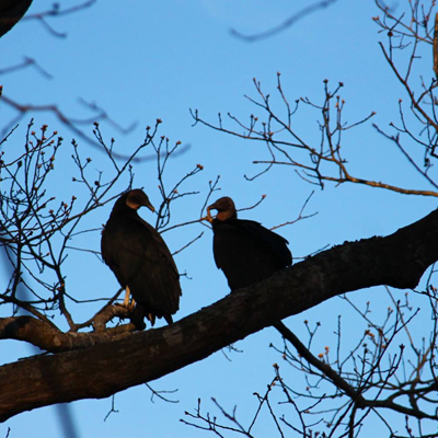 Elephant_Rock_Oklahoma_Eagles