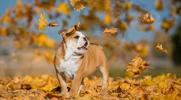 8 Tips for Managing Fall Dog Allergies