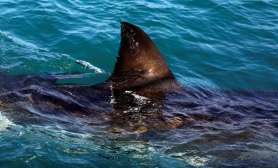 shark jumps boat