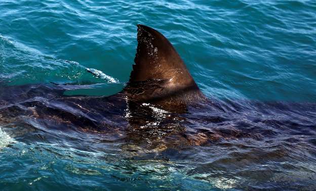 shark jumps boat