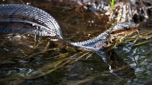 Cotton mouth mocassin swimming in a body of water.