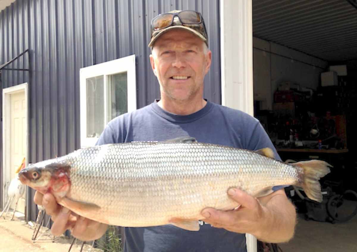 fishing, state record cisco, cisco, michigan, freshwater