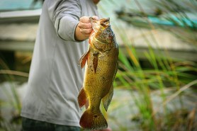 bass lake fishing