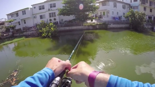 canal_fishing_saint_martin_tarpon2