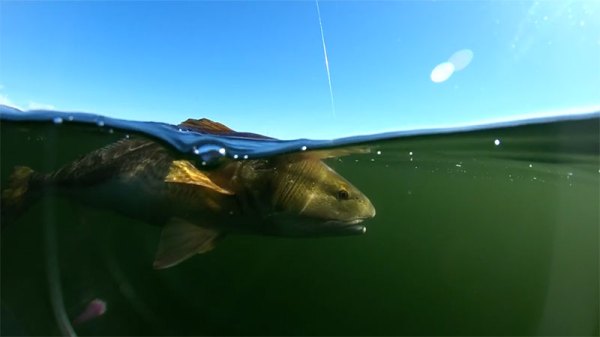 redfish