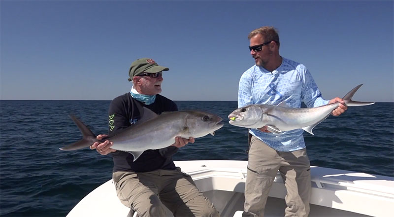 amberjack, emerald tails