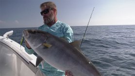 amberjack