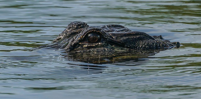 dangerous animal alligator