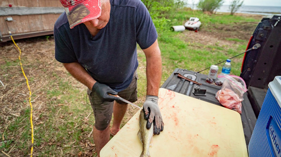 fillet walleye