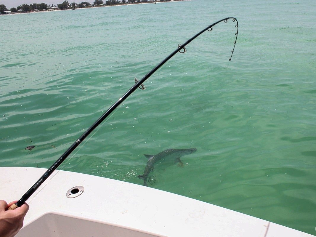 tarpon, fishing, fish, saltwater