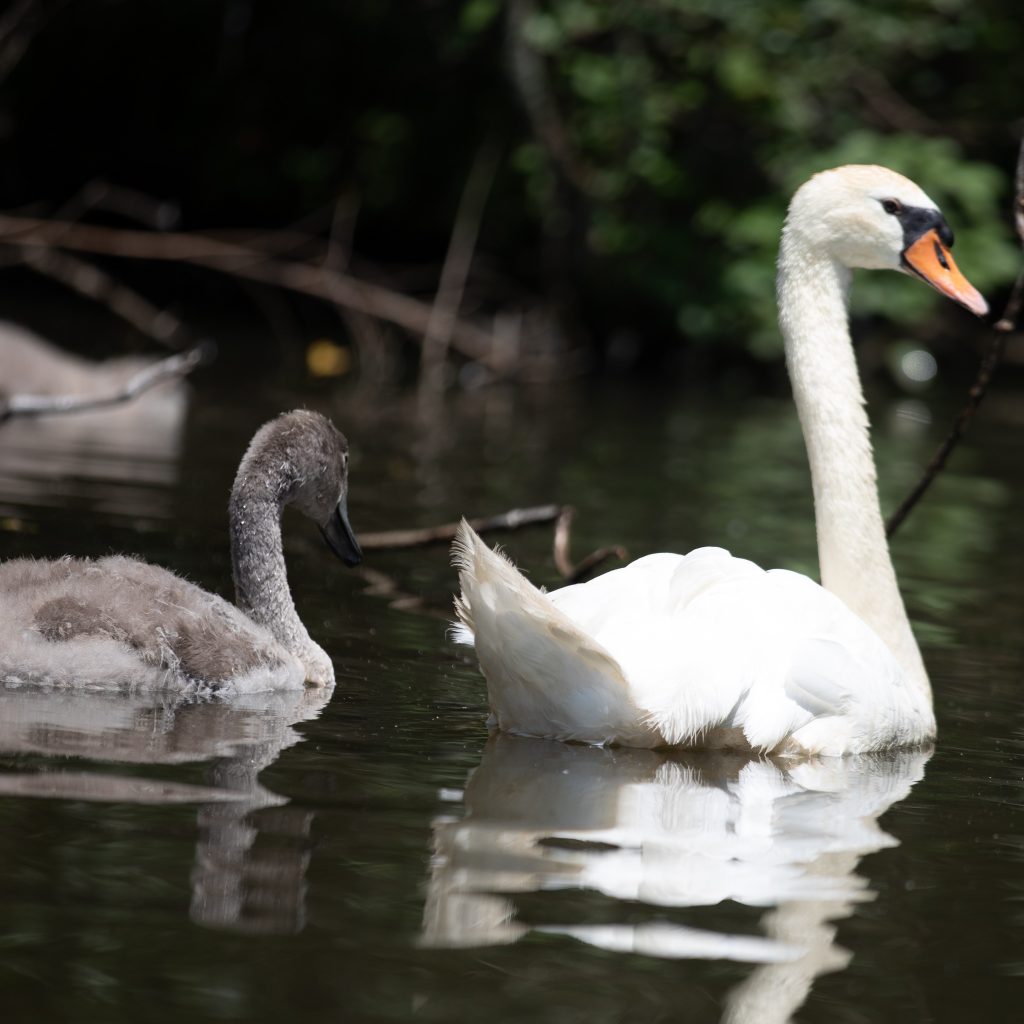 Franklin Lakes Nature Preserve