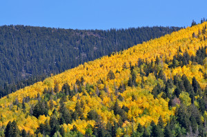 Fall Foliage