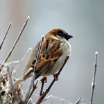 Outdoor Activities: Birding