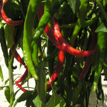 Cayenne