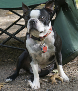 Tent Camping With A Dog