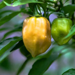 Habanero