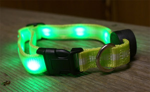 nite beams led pet collar