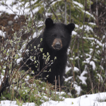 black bear