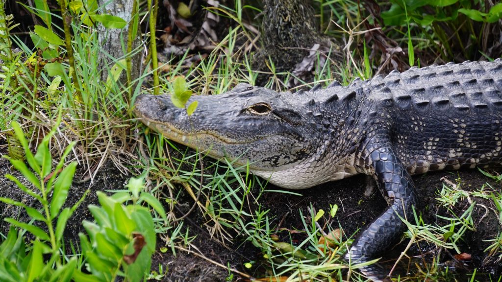 Everglades national park