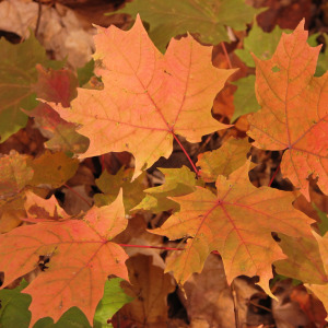 leafcollecting1