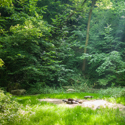 Forest camping place