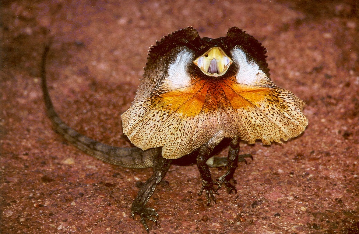 Frilled lizard