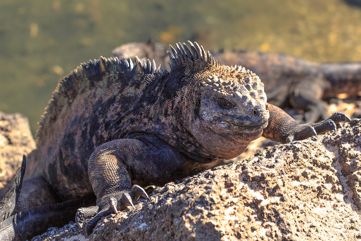 marine iguana