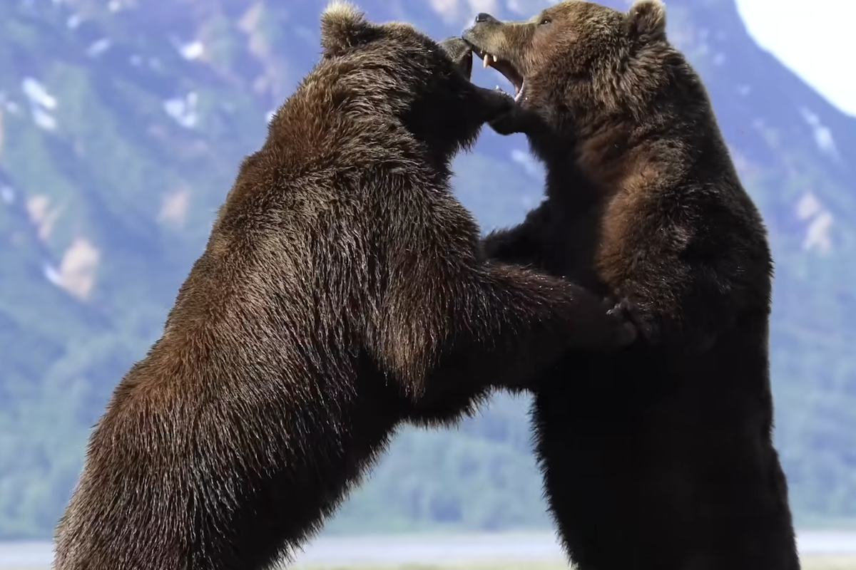 bear fight