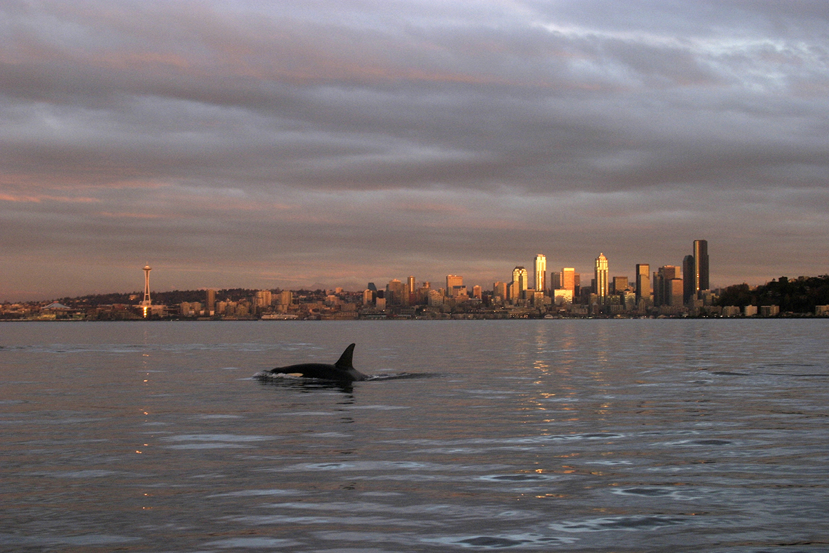 best-whale-watching-spots-north-america