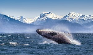 best-whale-watching-spots-north-america