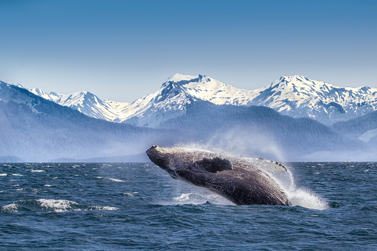 best-whale-watching-spots-north-america