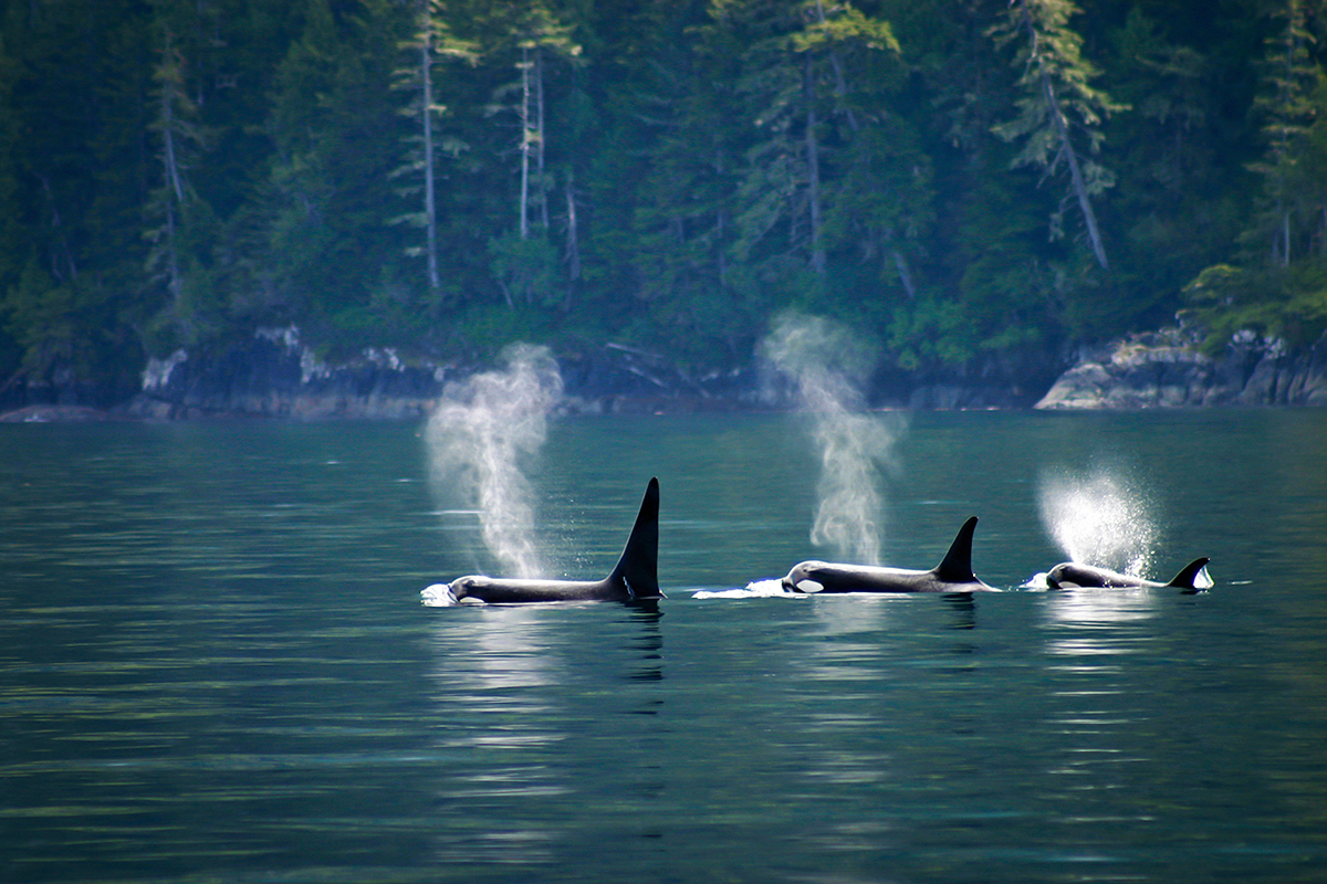 best-whale-watching-spots-north-america