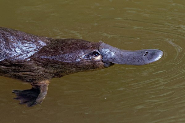 Platypus