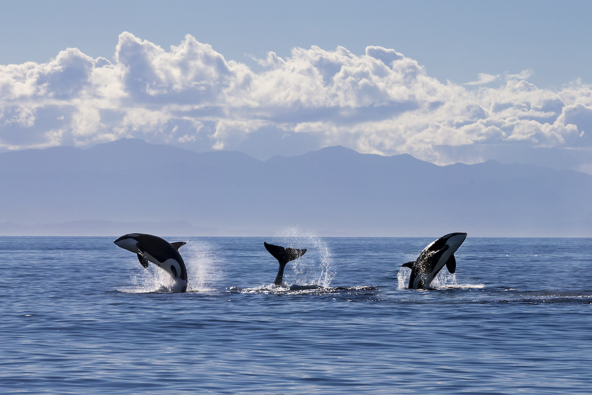 Group of orcas