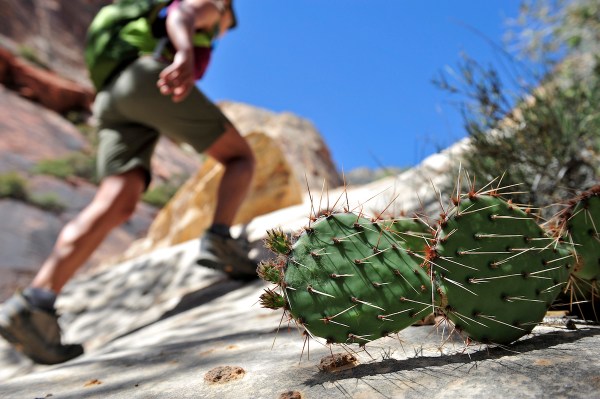 Red Rock, hiking near las vegas