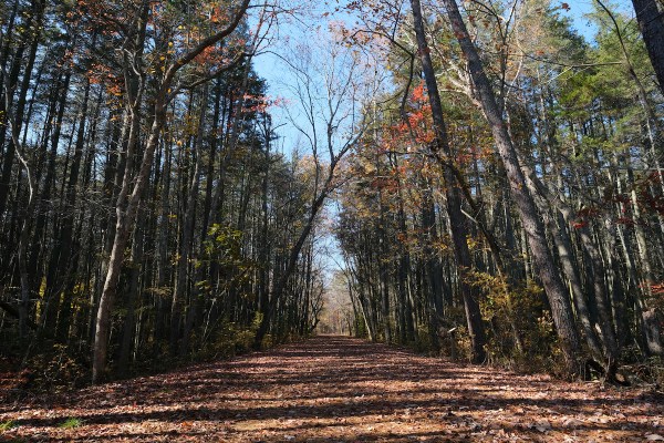 Wharton State Forest