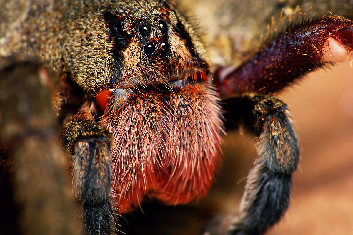 dangerous-animals-in-the-amazon