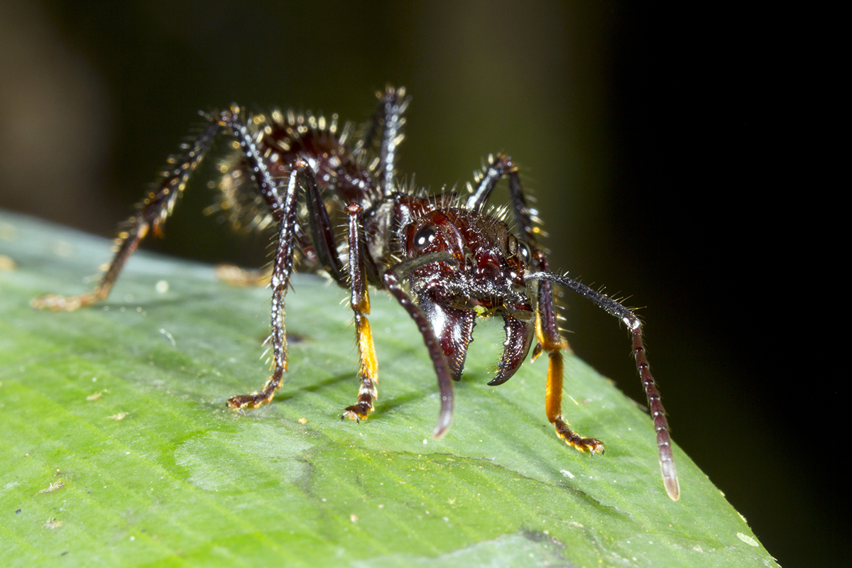 dangerous-animals-in-the-amazon