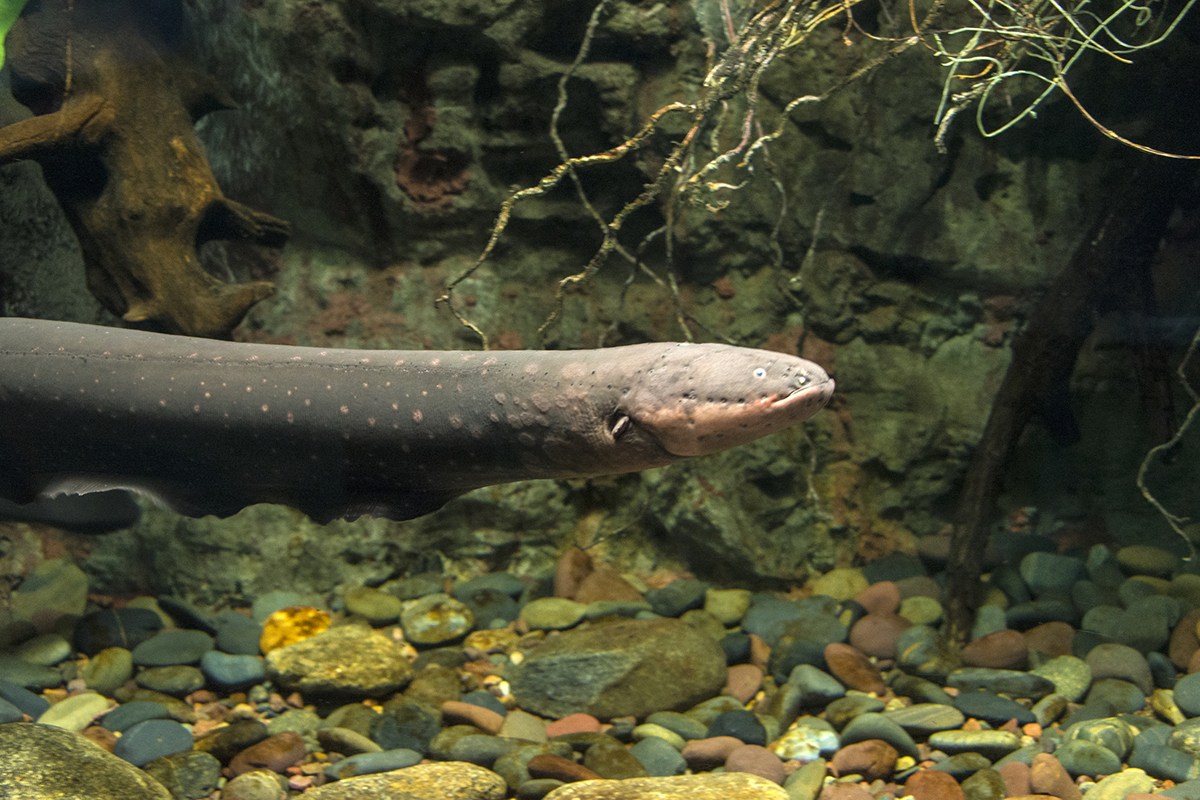 dangerous-animals-in-the-amazon