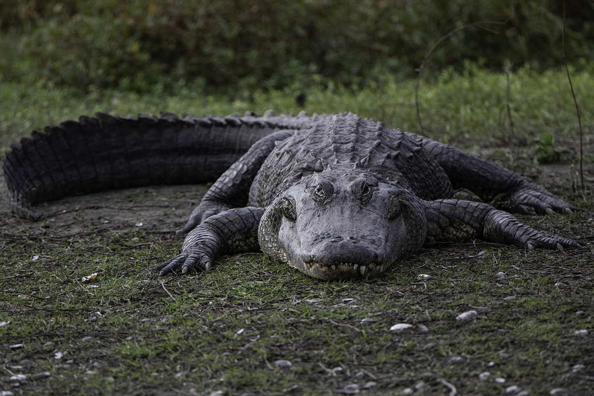 dangerous-lizards-and-reptiles