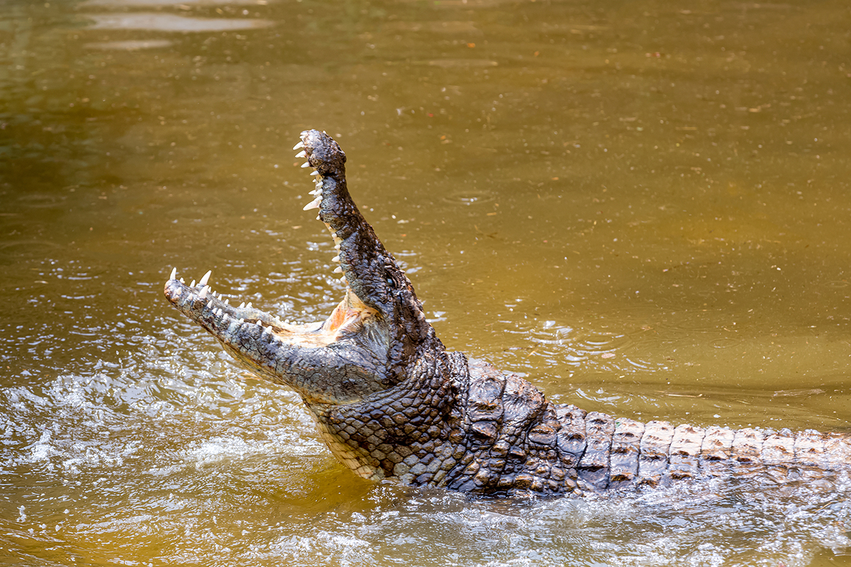 dangerous-lizards-and-reptiles