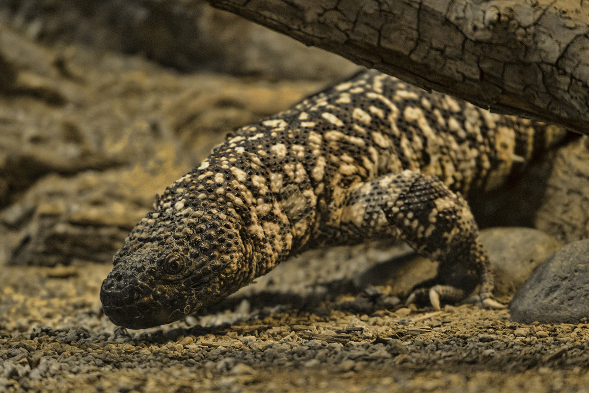 dangerous-lizards-and-reptiles