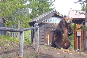 huge grizzly bear