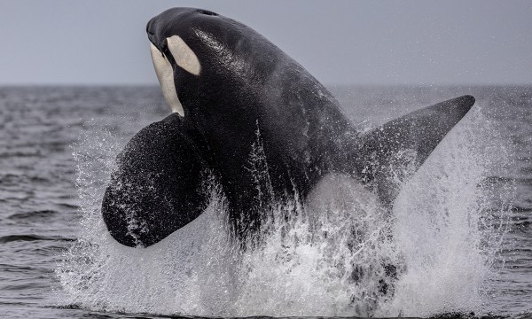 massachusetts-gets-rare-orca-sighting