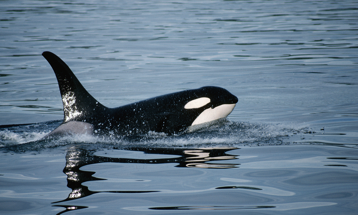 orcas-ramming-boats-miles-apart