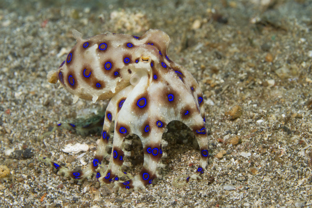 Blue-Ringed Octopus