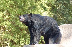 black bear