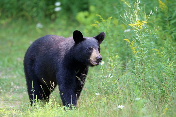 black bear