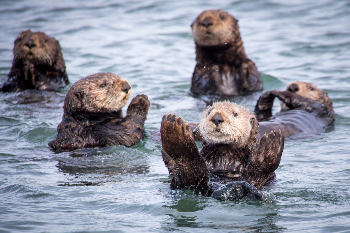 Otter Family