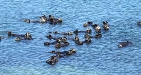 sea otters